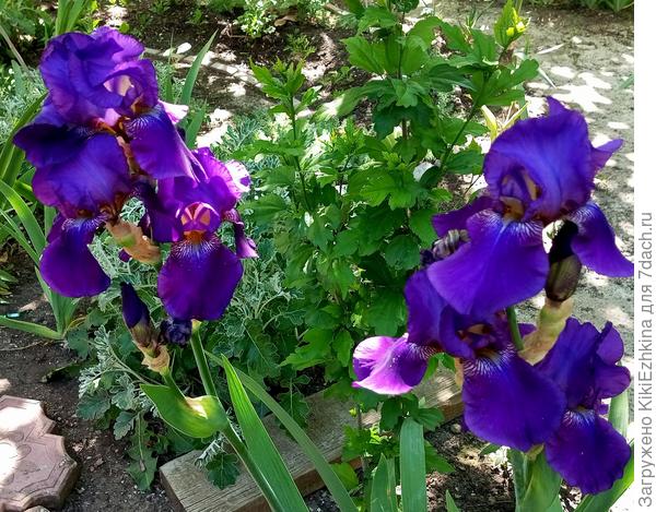 Эти  тёмно- фиолетовые  подарила  соседка,которая  не  первый год  наблюдала за  моей  улично-садовой  активностью...