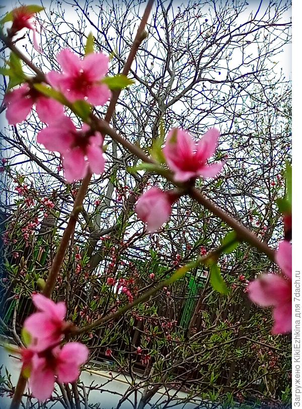 Бесконечно могу  любоваться  на  цветущий  персик!  На  фото - что-то вроде  Нектарина... Или  какой-то лысый  персик?  Очень вкусный в  момент созревания!