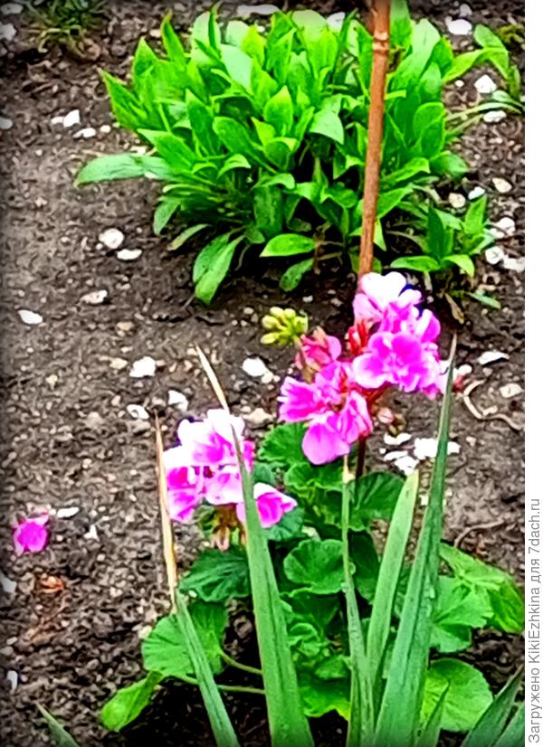 Пока  попал на  фотосессию  только первенец:  ярко-розовый...