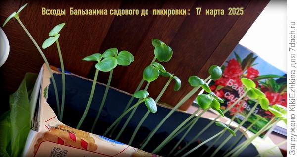 Сегодня к 6  апреля  все  эти Бальзамины  уже растут в стаканчиках и  ждут пересадки в ОГ  в мае  месяце...