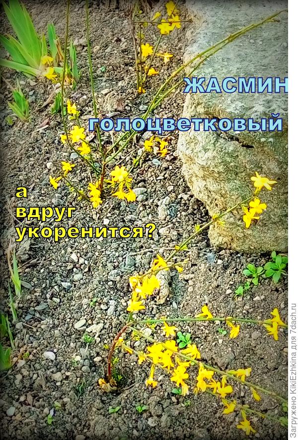 Вот  такие  черенки  пытается  укоренить мой  супер-активный  зятёк... Надо молиться за  успех этого гиблого предприятия! :)