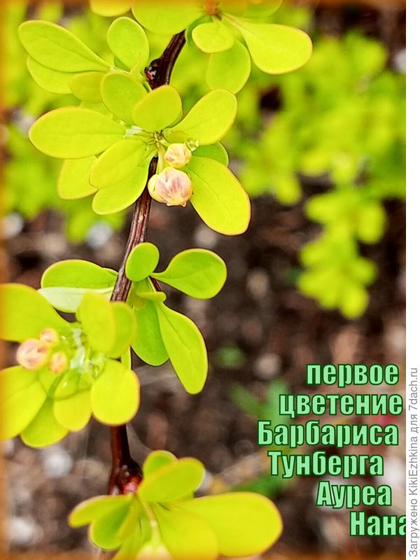 Пятый  сезон роста и развития...  Собирается  цвести...