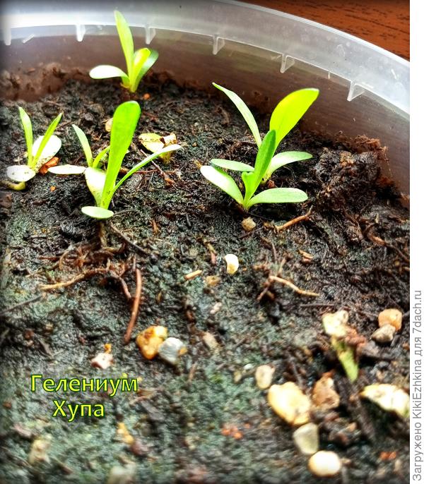 Будущие  жёлтые  ромашки!