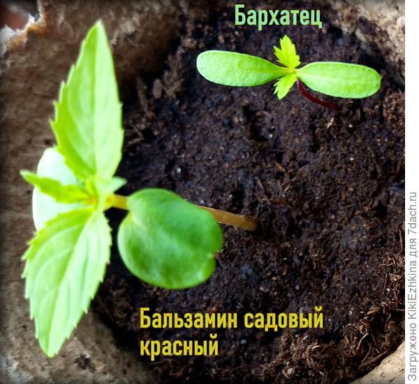 Бальзамин садовый  вверхнаправленный  растёт : а   верхушка  без  прищипки...