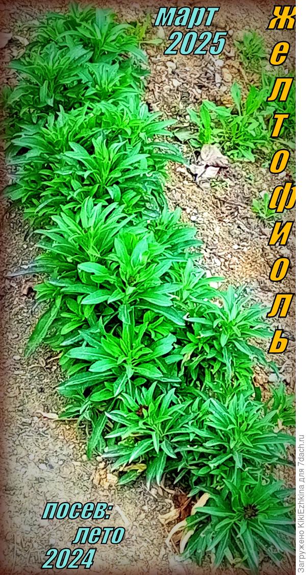 Сегодня  пробегала  под дождём  мимо этой полянки  - один  цветочек  уже  расцвёл!  Ура!