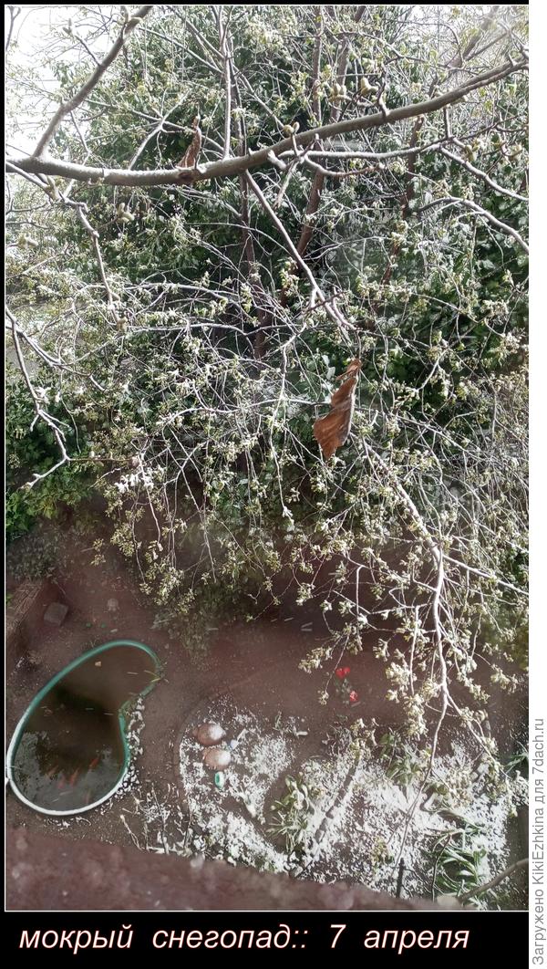 Часть снега на почве слегка задержалась... На улице +1*С