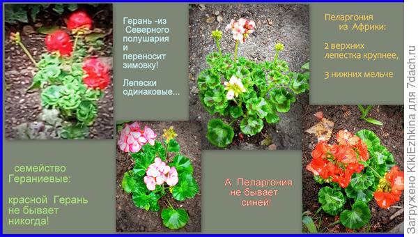 Наконец-то  я  разобралась: у меня в саду одни лишь  Пеларгонии.