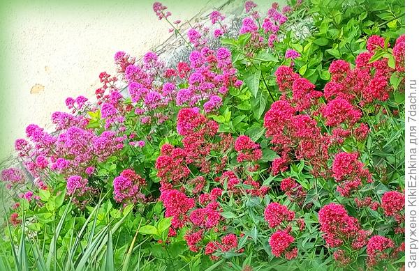 Хочу себе  ещё  и розовый  заполучить... Красного у меня  полным-полно...  Названий сортов  пока не знаю...