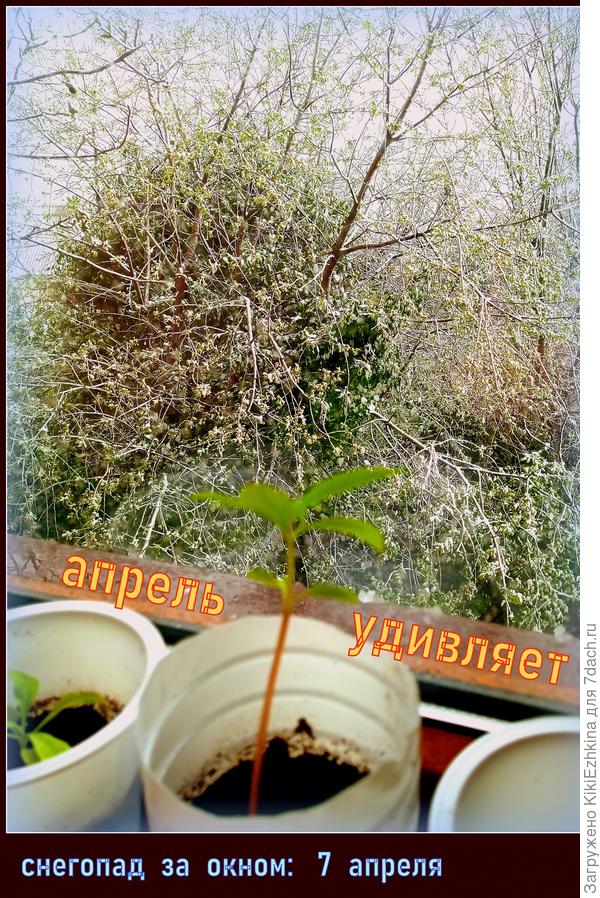 Была сегодня настоящая метель, но правда на земле сразу таял снежок...