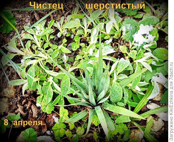 Танюша! Это детки от твоих Овечьих ушек! Переселились на уличную клумбу...