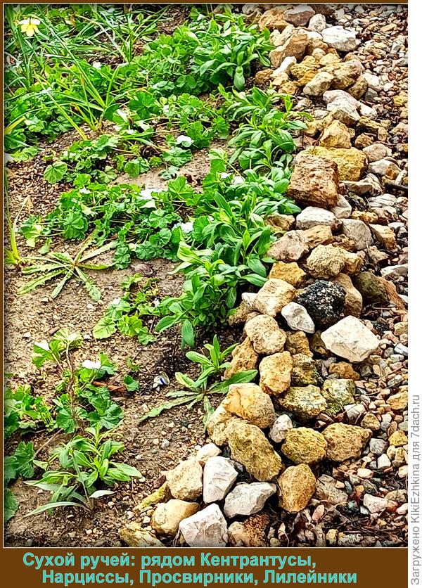 Перекличка первых самых смелых цветочков...