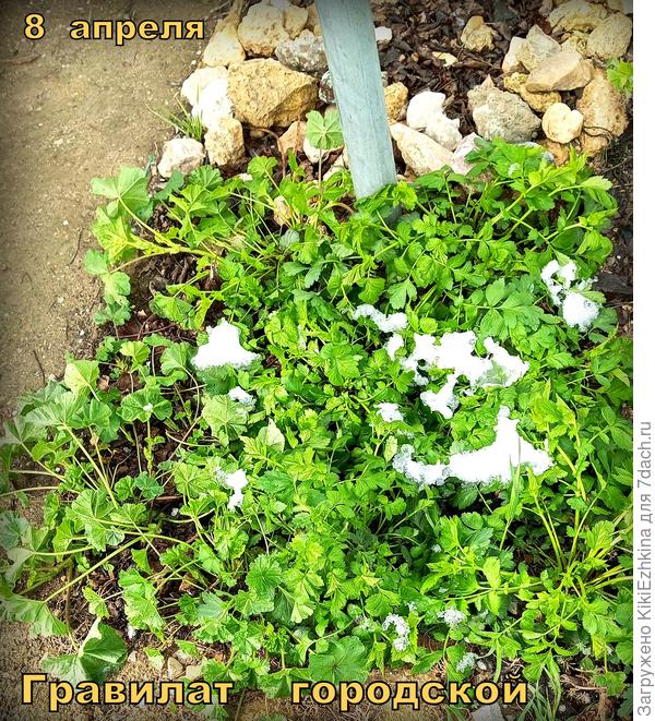 Там же растёт и Гравилат...