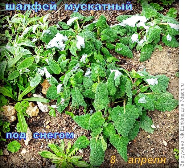 Шалфей с моей приостановочной клумбы...