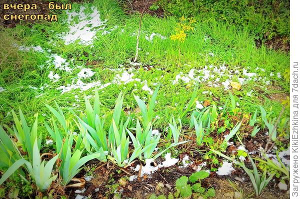 В Крыму тоже бывает зима! Как говорят африканцы : только Зелёная...