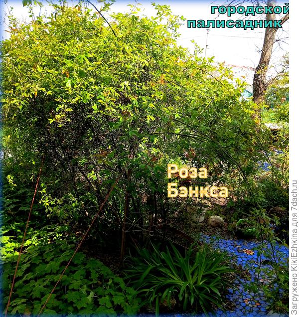 Роза Бэнкса набирает цвет. Никогда в момент цветения невозможно мимо этого куста пройти и остаться равнодушным!
