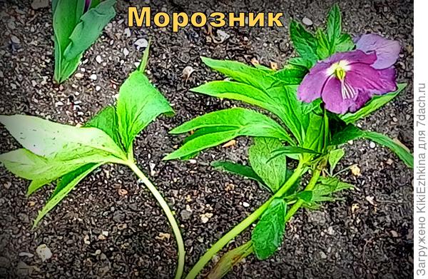 Этот  морозник Мутно-свекольного цвета  приехал в наш сад  уже  в  цветущем виде...