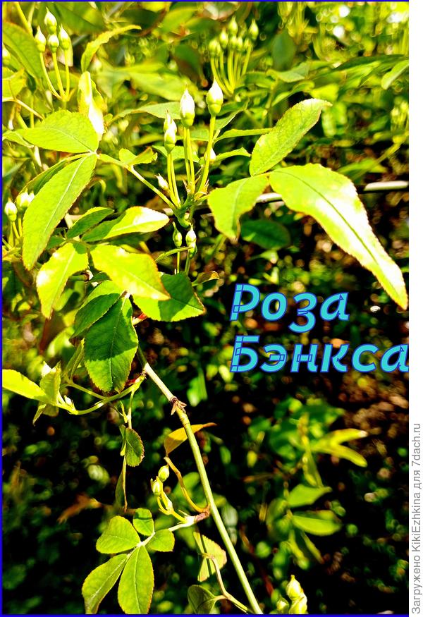 Эта красотка как невеста затаила пока свою красоту... Розочка набирает цвет... Обожаю этот куст у чужого подъезда!