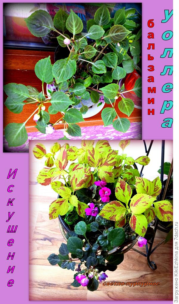 Вот эти расцветки Уоллера  мне  очень  нравятся! - в отличие от Оранж...