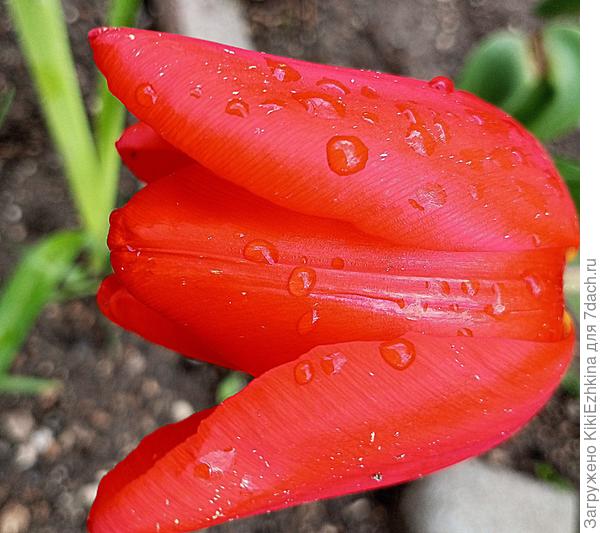 Красный  Тюльпан- пятилетний старожил на клумбе &quot;Малый  индийский огурец&quot;