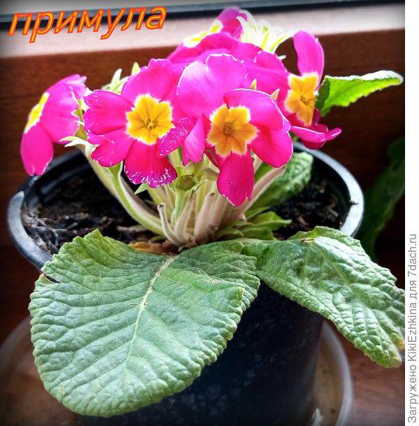 Так  и  не решилась я  высадить её в  ОГ...