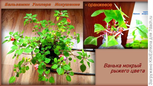 Поставила  черенки в  воду на  укоренение...  Очень капризничает без опрыскивания!