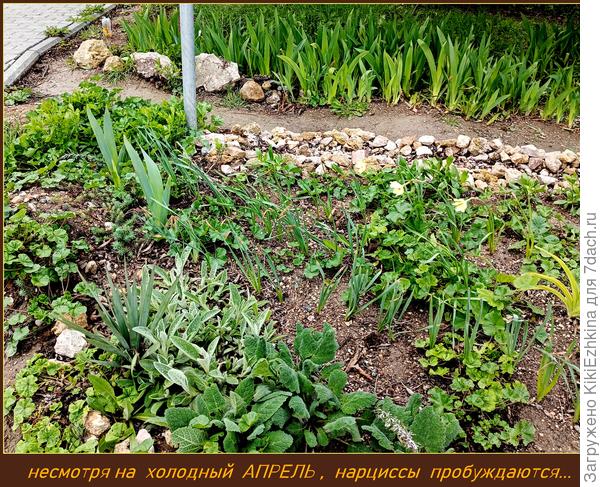 В прошлом сезоне была расчищена и заложена- в этом сезоне видим то,что вышло после зимовки: Шалфей  мускатный заметно поднимается, Стахис рядом, Гравилат возле столбика пышную зелень выбросил,  на заднем  фоне- за тропинкой  полянка новеньких  молодых ростков Ирисов,  а спереди можно видеть,что из  трёх строчек простеньких Нарциссов,  зацвело несмотря на холодную погоду  уже три цветочка!  Лилейники бледновато-кремовые были мною вынесены сюда же- их отличает светло-салатовая   листва...