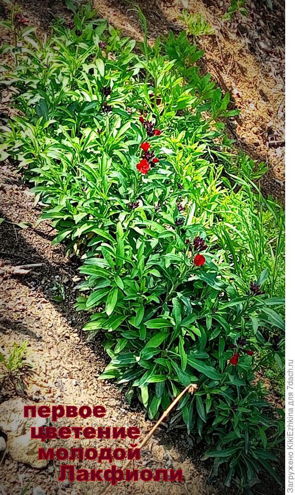 Не  вынесла  душа  поэта и  взыграло ретивое!  :)  ПОЧЕМУ  там  растёт ,а  в саду нет?