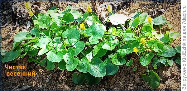 первый Чистяк -одиночка   успел  процвести до  апрельского снегопада, а  эта группа &amp;quot;в полосатых купальниках&amp;quot;   очевидно  скоро  расцветёт уже  после  наступления окончательного весеннего тепла...