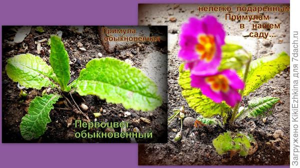 Как  я  понимаю- многим  растениям  не  хватает  рыхлости в  грунтах нашего сада...