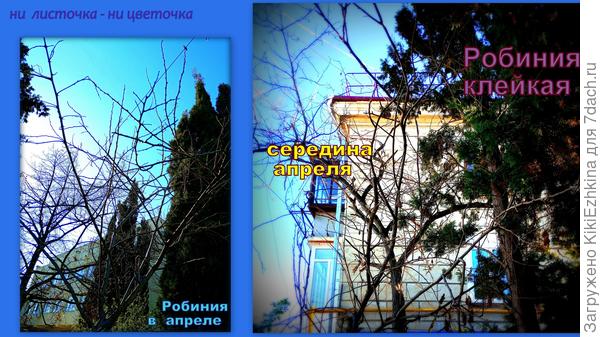 Розовая  акация  как неживая  стоит...