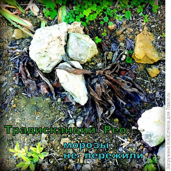 Апрель- время расчистки  цветников...