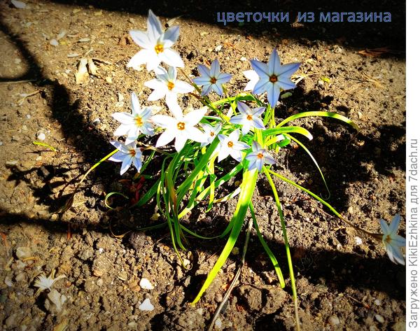 Очередные   цветущие  кустики из магазина  принёс  и  высадил зятёк...