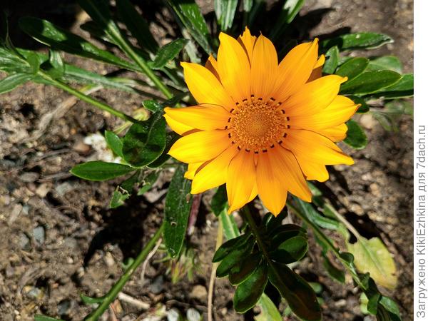 Жёлтый  цвет в саду  у зятя-любимый!  :)