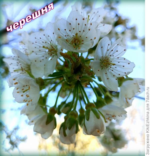 А у нас  сейчас  цветёт Черешня! Больше всх обожаю в саду именно эту Богиню!  Никакого сранения с надоевшими Фигами!- а они у нас  везде!