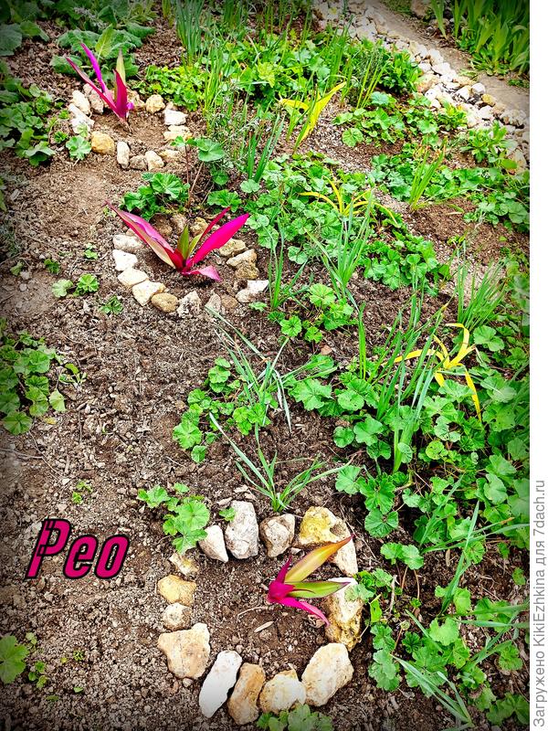 Я  просто счастлива,что открыла  для себя это простое и чудесное одновременно растение :  смотрится  и  в  доме на подоконнике и  в  кашпо и  в  вазоне  и  на клумбе- везде  великолепна  эта  Традесканция  Рео!