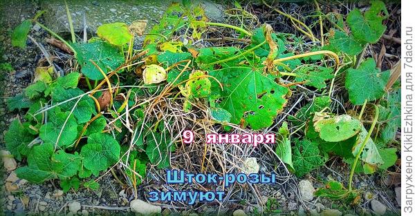 На  этом  месте  прошлым летом  цвели огромные  кусты  Шток-роз,  к зиме  остались длинные сухие  бодылья  цветоносов,  после Нового года  пришлось их  удалить и сегодня  кустики имеют вот такое плачевное  зрелище. Теперь я думаю- какое  после зимы будет очередное цветение?