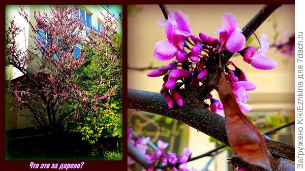 Не  смогла опраделить что же  это за  дерево цветёт в середине апреля?