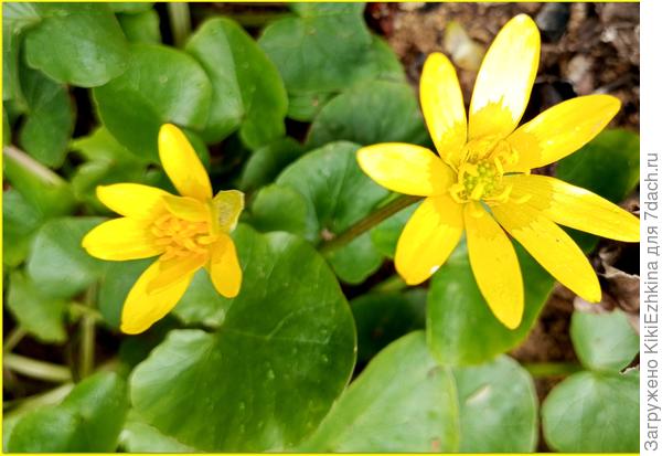 Как  можно не  любоваться этим  солнышком  в середине апреля?