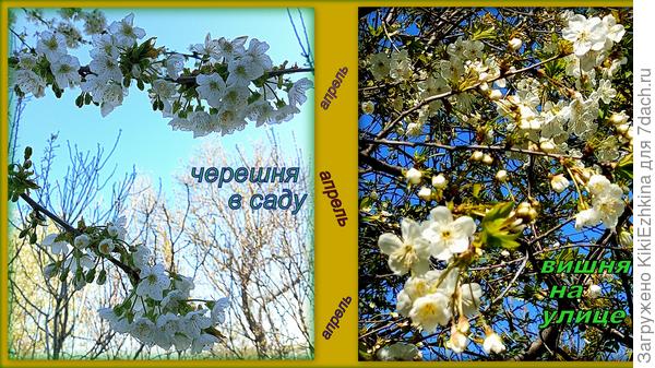 Мой диптих  цветущих  косточковых...  :)