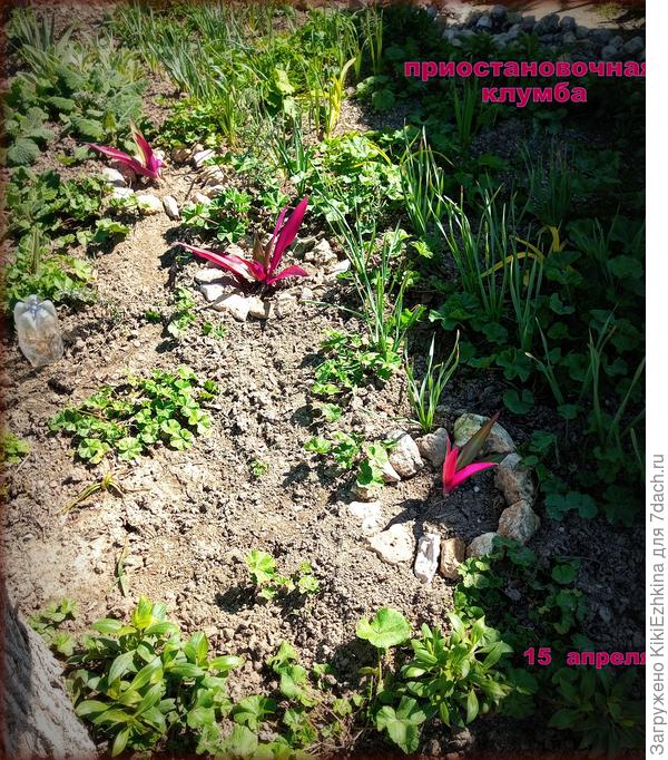 Моя  приостановочная  клумба  пока ещё  цветами не покрылась, расцвели из 2  рябочков  Нарциссов- всего 3  цветочка...  Кентрантусы  набирают цвет. Канны  сидят пока  вообще под землёй! Шалфей и Просвирник наращивают листовую массу...