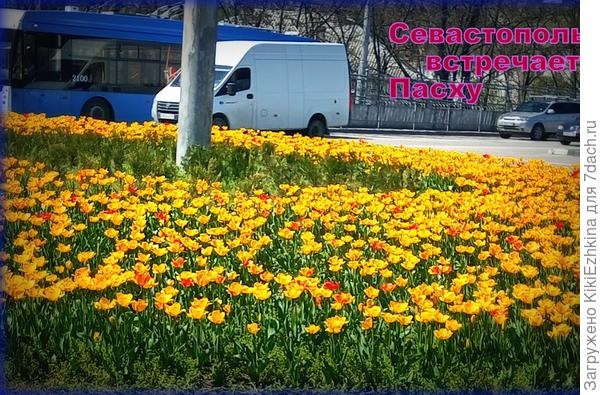 Эта городская  клумба в прошлом сезоне была в лучах жёлтых и оранжевых  Бархатцев, а в этом сезоне- началось с солнечных Тюльпанов!