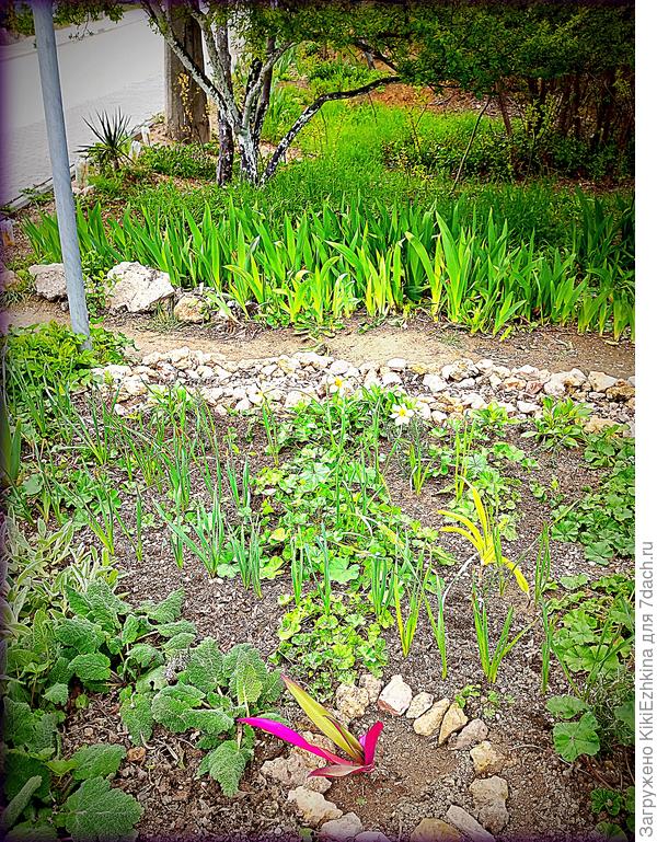 На  дальнем  плане за  тропинкой  как раз и   выросла та самая зелёная  полянка  молодых Ирисов...