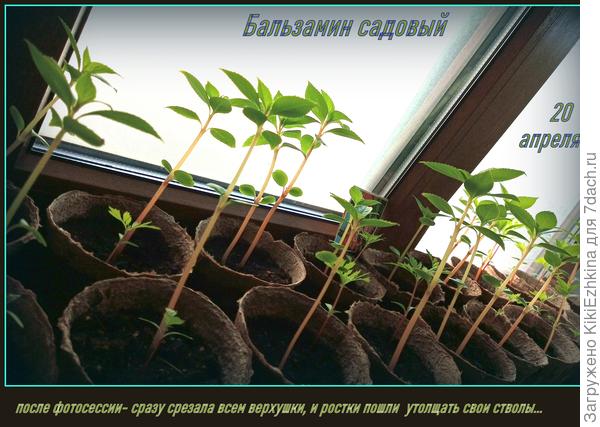 Несколько штук- пробных высадила в ОГ - понаблюдаю,что из этого получится...