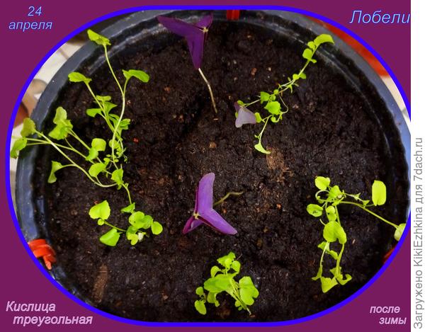 Не знаю как эти разные растения будут сочетаться в одном подвесе...