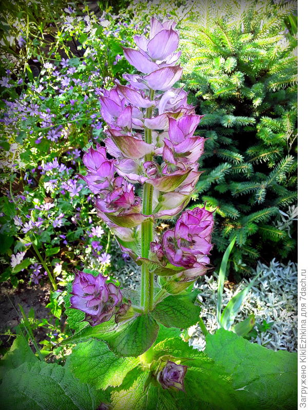 Надеюсь и этим  летом  у  меня  будут  цвести   такие же  красавчики   на моей  приостановочной  клумбе...