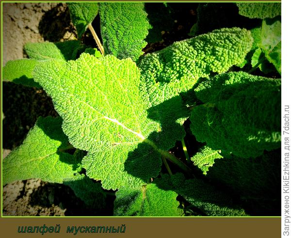 Во всех видах этот Шалфей- красавчик: хоть в  момент наращивания розетки, хоть в  период цветения...