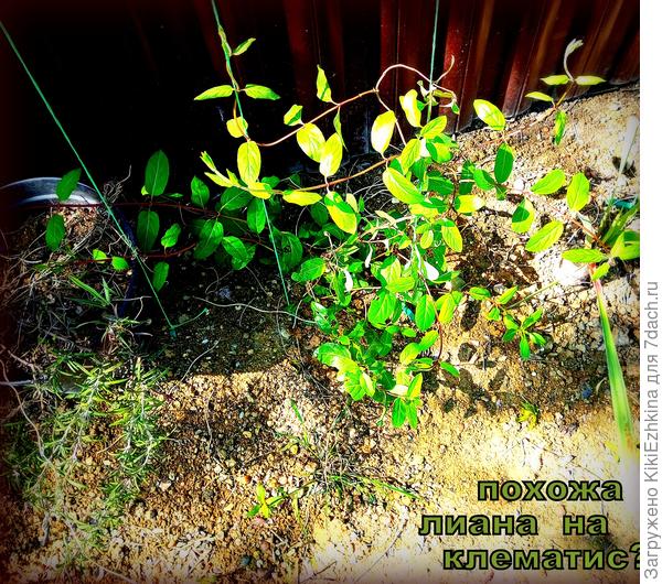 Я не  уверена, но, кажется,  это и  есть мои Клематисы &quot;Сансет&quot; - помогите  провести опознание!