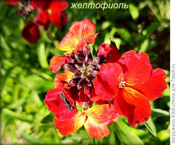 Вот эта  конкретная Лакфиоль  цветёт под уличной  вишней  как раз на  том  пятачке, где раньше  царствовала  колючая  гадюка-Ежевика!