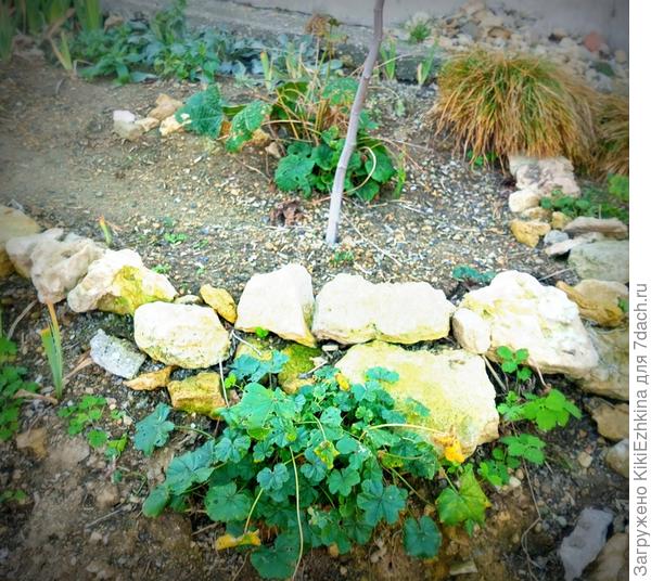 вот это место расчищено от ежевики как раз напротив соседского забора... Сейчас тут разрастаются Шток-розы, Ирисы, Кентрантусы, Лихнисы, Желтофиоли, на лето- Рео, Стахисы, самосевом взойдут Мирабилисы...