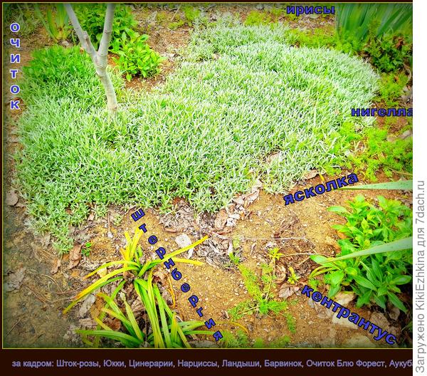 А раньше на этом  месте  разгульно  и пышно  пановала Ежевика...